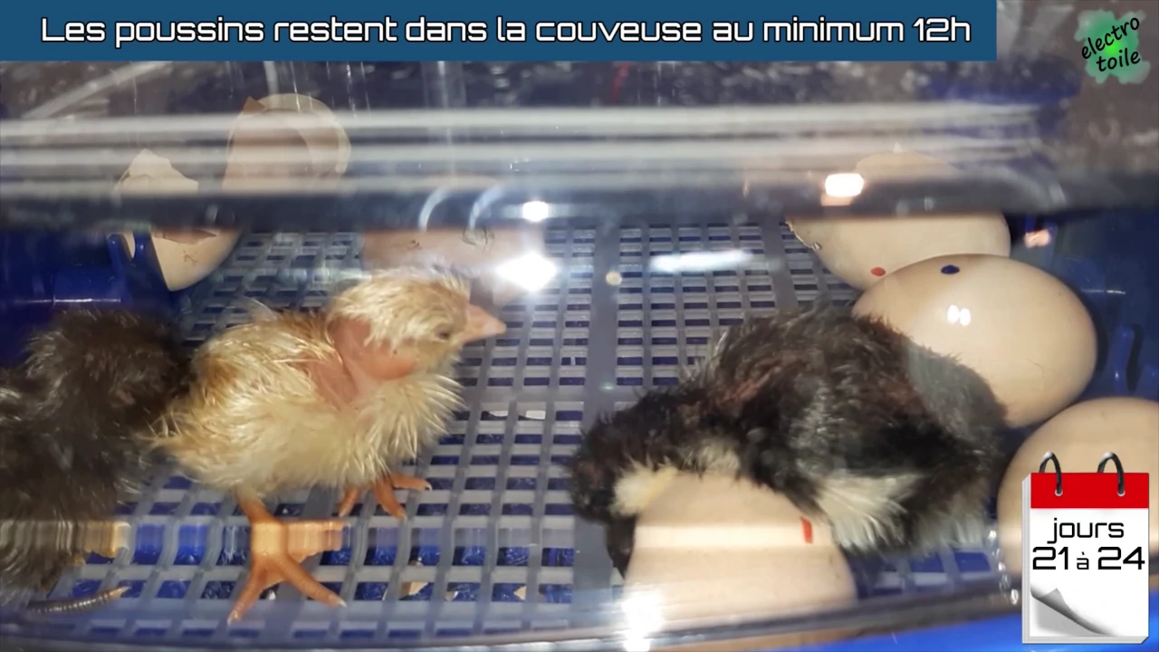lorsque les poussins sont nés, ils peuvent rester dans la couveuse pour sécher