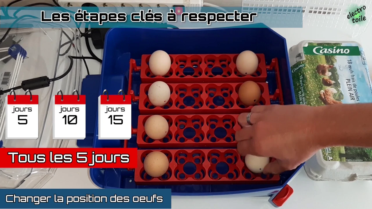 déplacer les oeufs dans la couveuse tous les 5 jours permet d'améliorer le développement des oeufs dans la couveuse