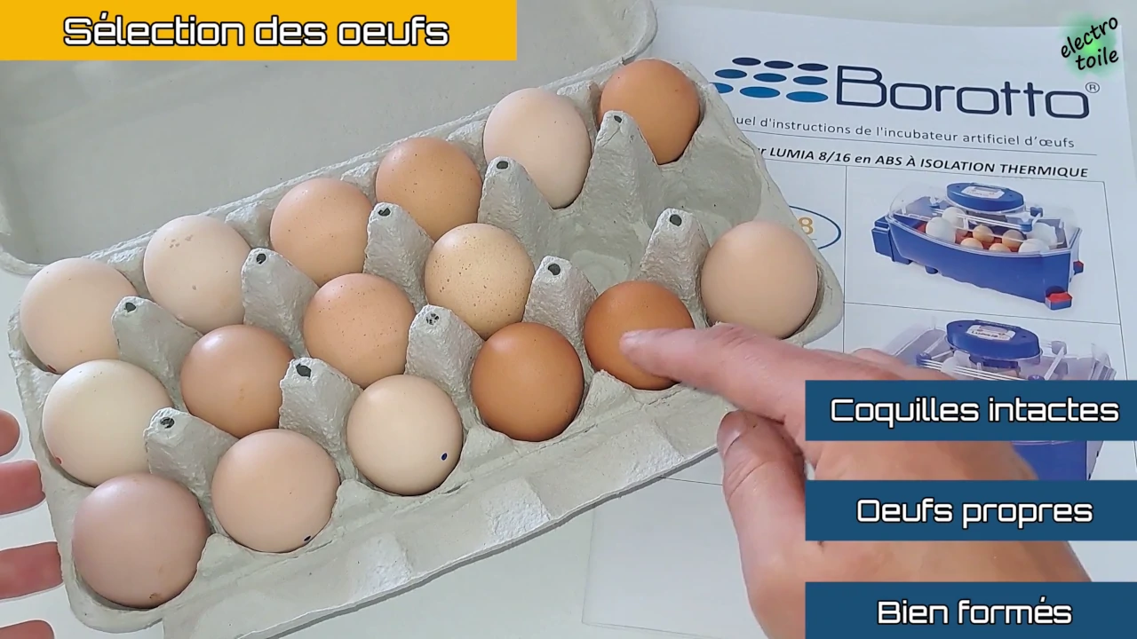 la sélection des oeufs à couver est importante