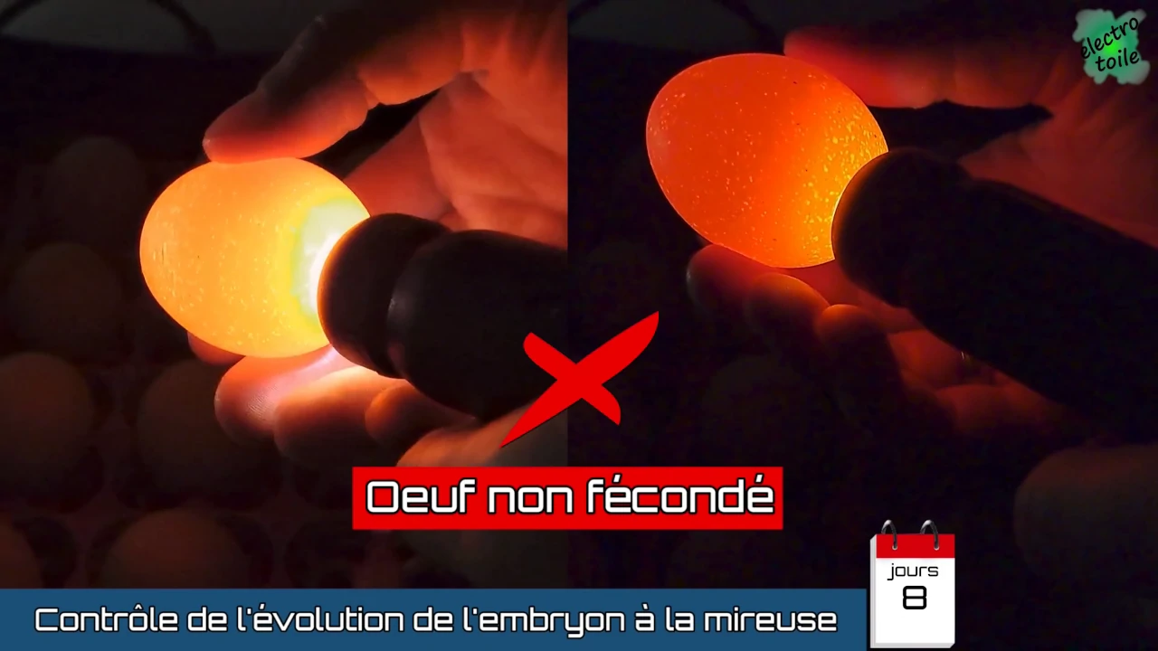 un oeuf non fécondé est clair, il ne présente pas de vaisseaux sanguins ni d'embryon