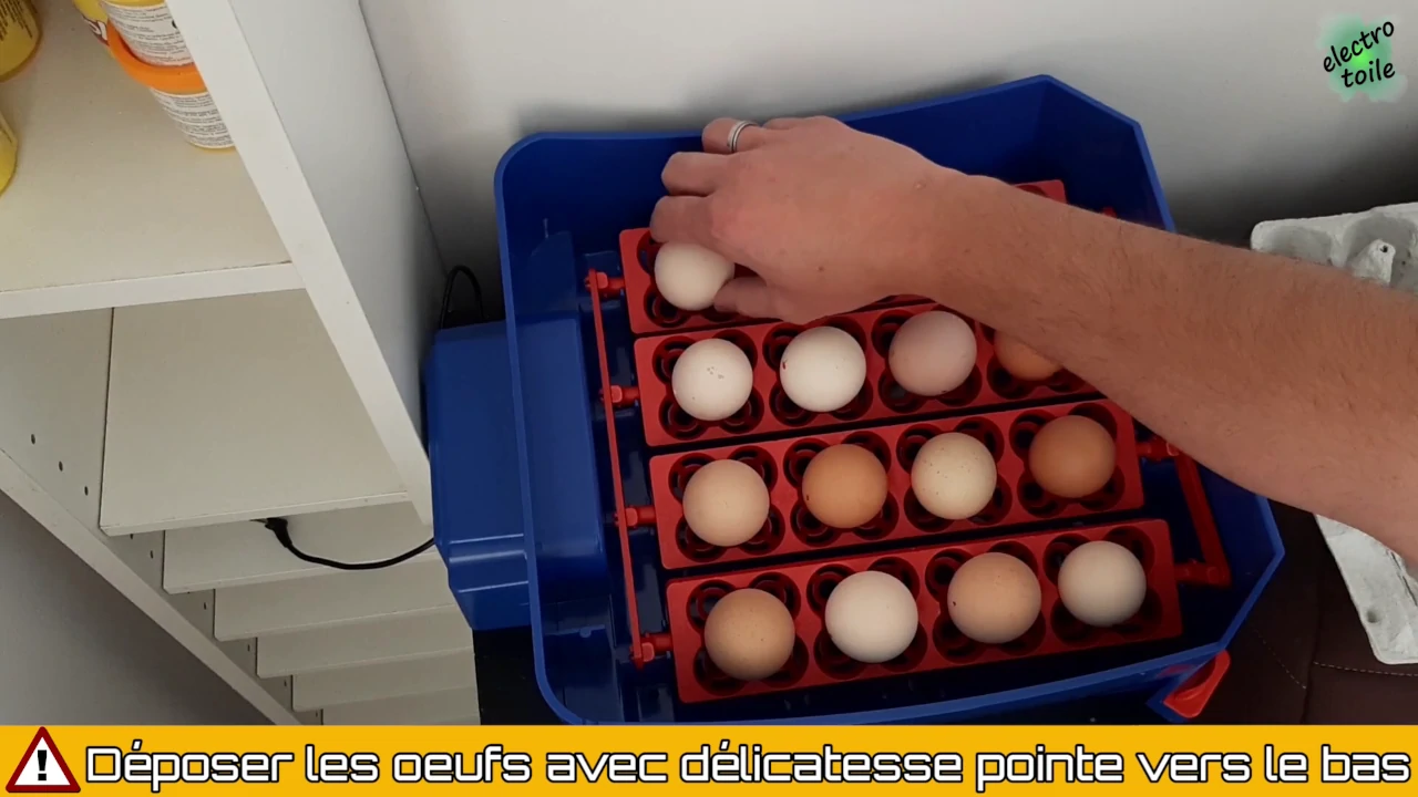 remplir la couveuse avec les oeufs de poule