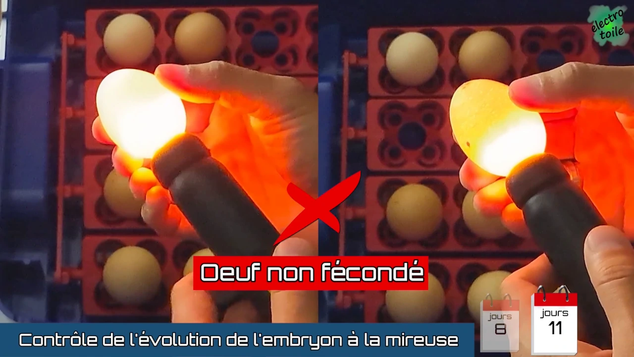 au 11ème jour on voit facilement si l'oeuf n'est pas fécondé