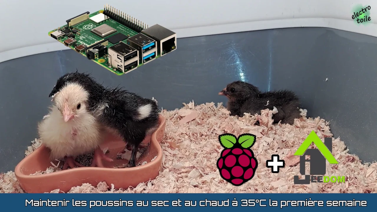 voici une solution pour garder au chaud les poussins après l'éclosion