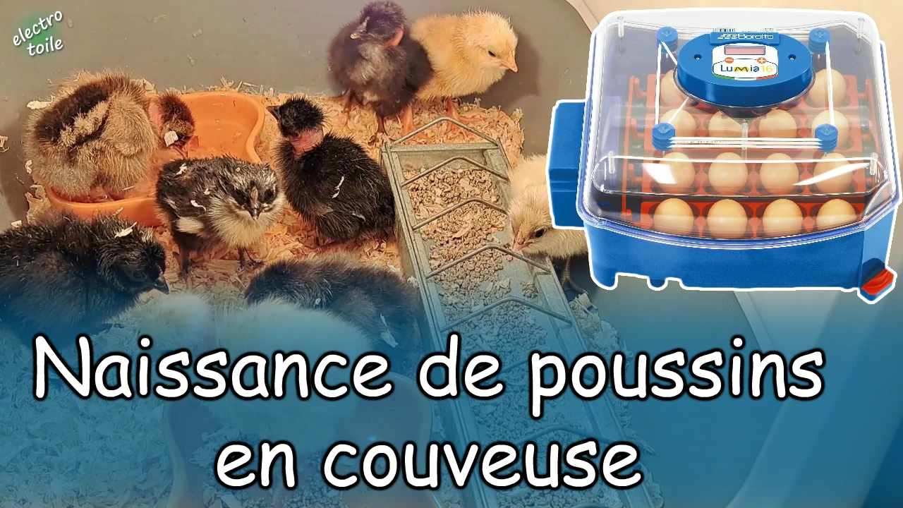 comment incuber des oeufs de poules ?