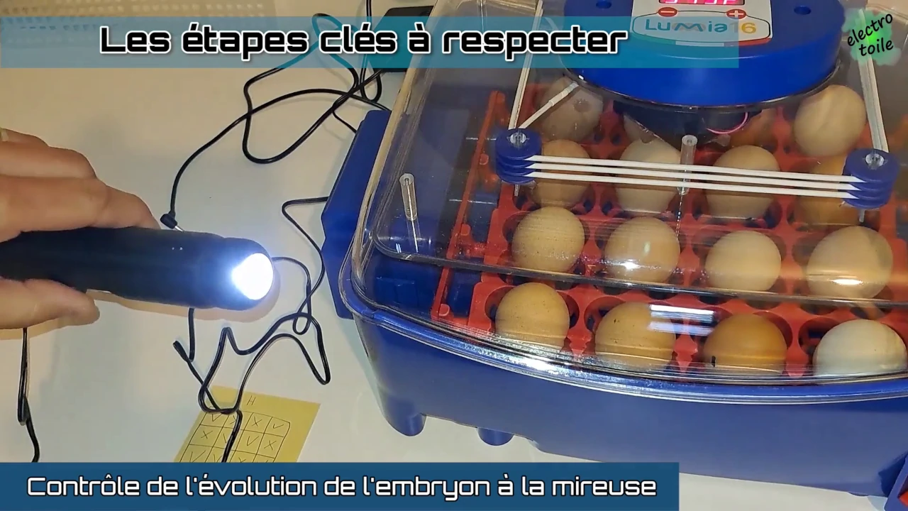 la mireuse permet de voir à l'intérieur de l'oeuf