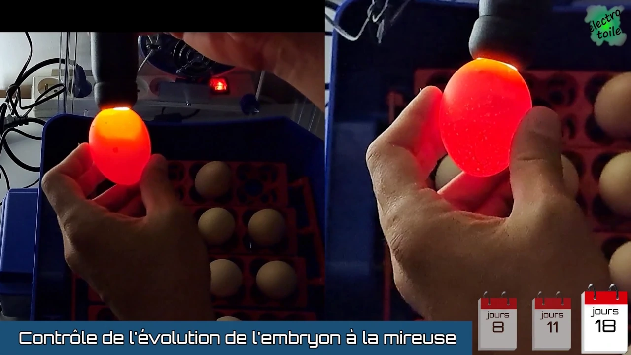 au 18ème jour les oeufs non fécondés sont tous clairs