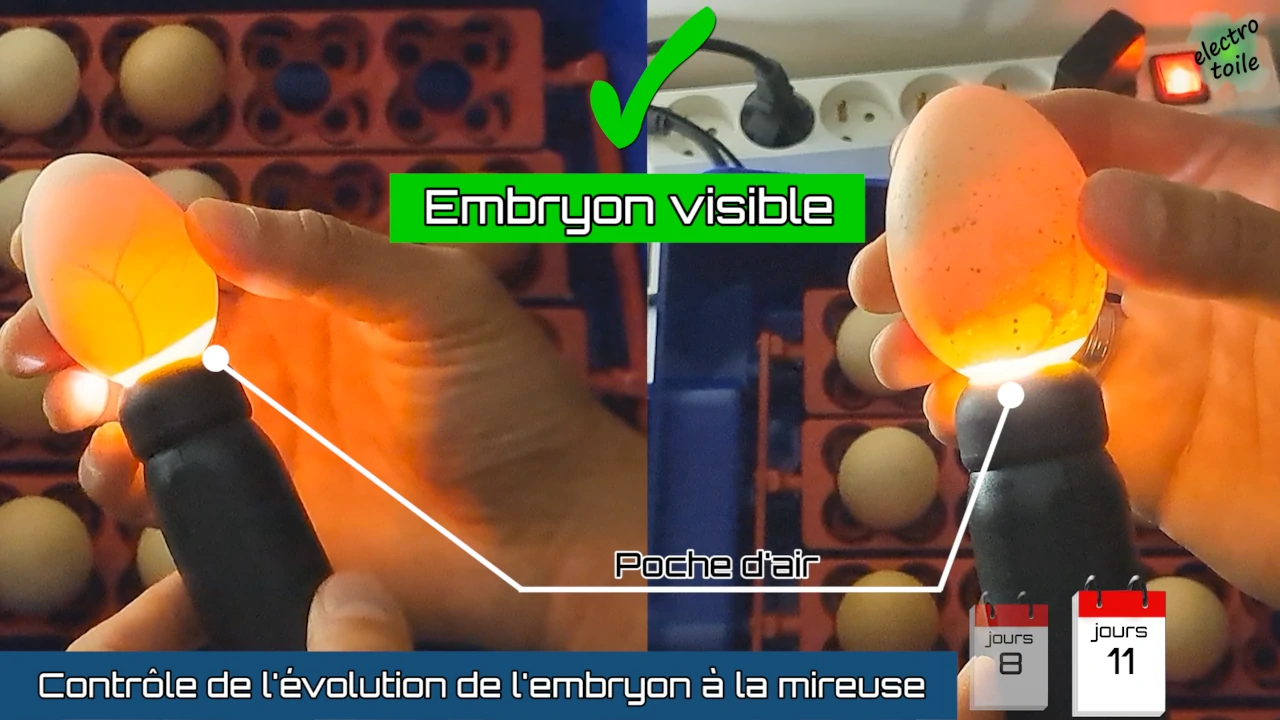 a la mireuse on voit l'embryon dans l'oeuf