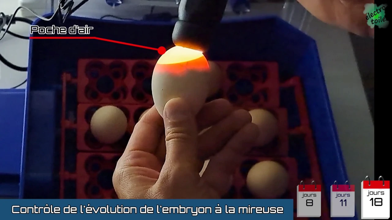 a la mireuse on voit l'embryon dans l'oeuf au 18ème jour
