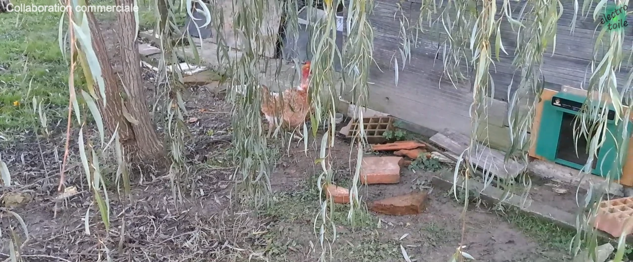 la poule ne veut pas utiliser la porte automatique chickcozy