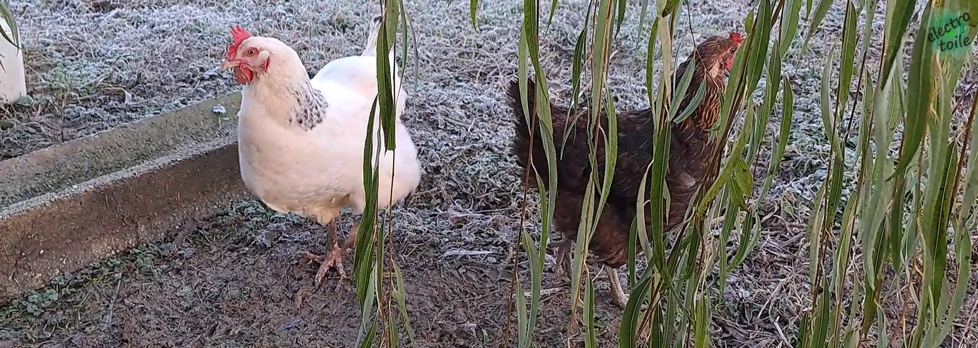 protéger les poules la nuit
