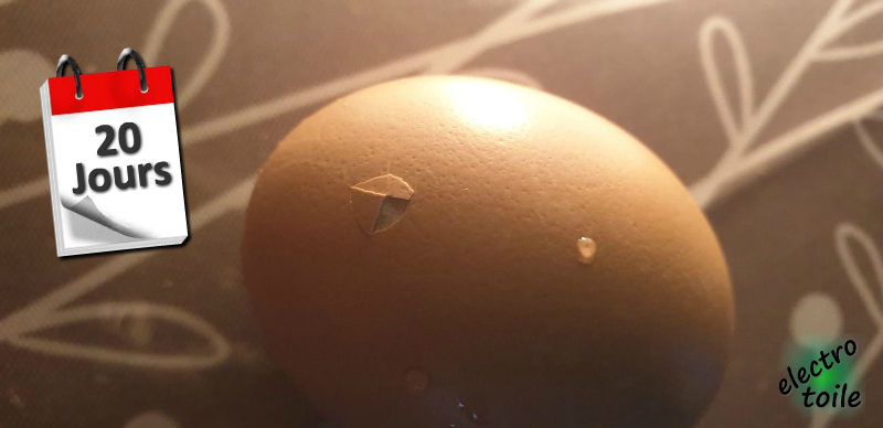 oeuf commence à se casser 20 jours coquille cassée après 20 jours de couvaison