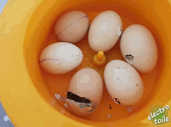 naissance d'un poussin éclosion d'un poussin 21 jours
