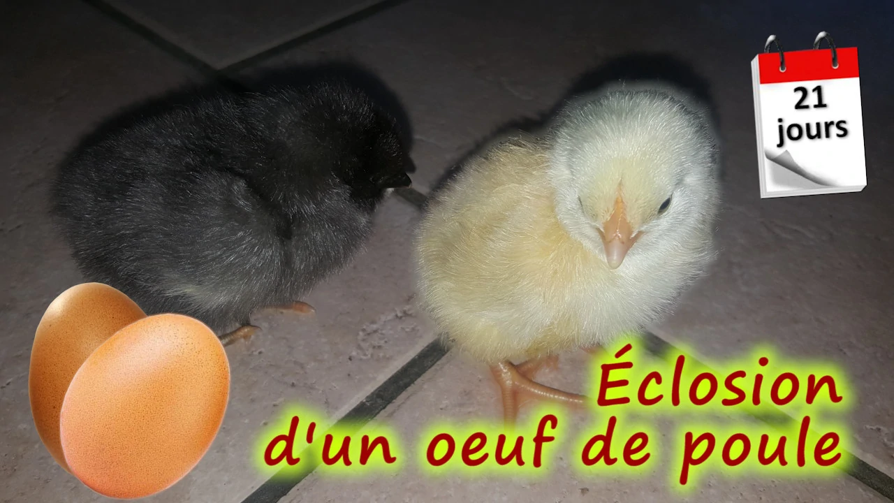 éclosion oeuf de poule, naissance poussin