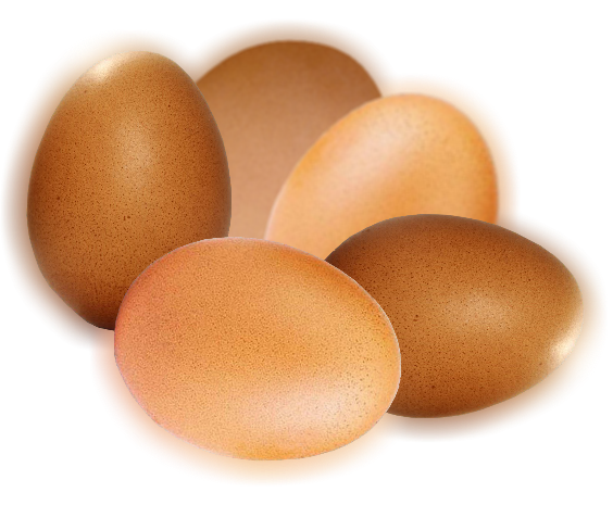 oeufs de poules fécondés
