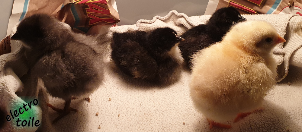 Les poussins trois jours après la naissance poussins 3 jours après l'éclosion