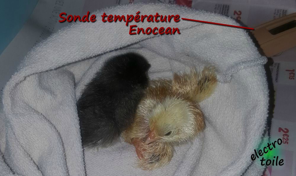 Les poussins deux heures après la naissance poussins 2 heures après l'éclosion