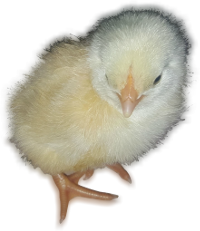 poussin jaune en couveuse artificielle