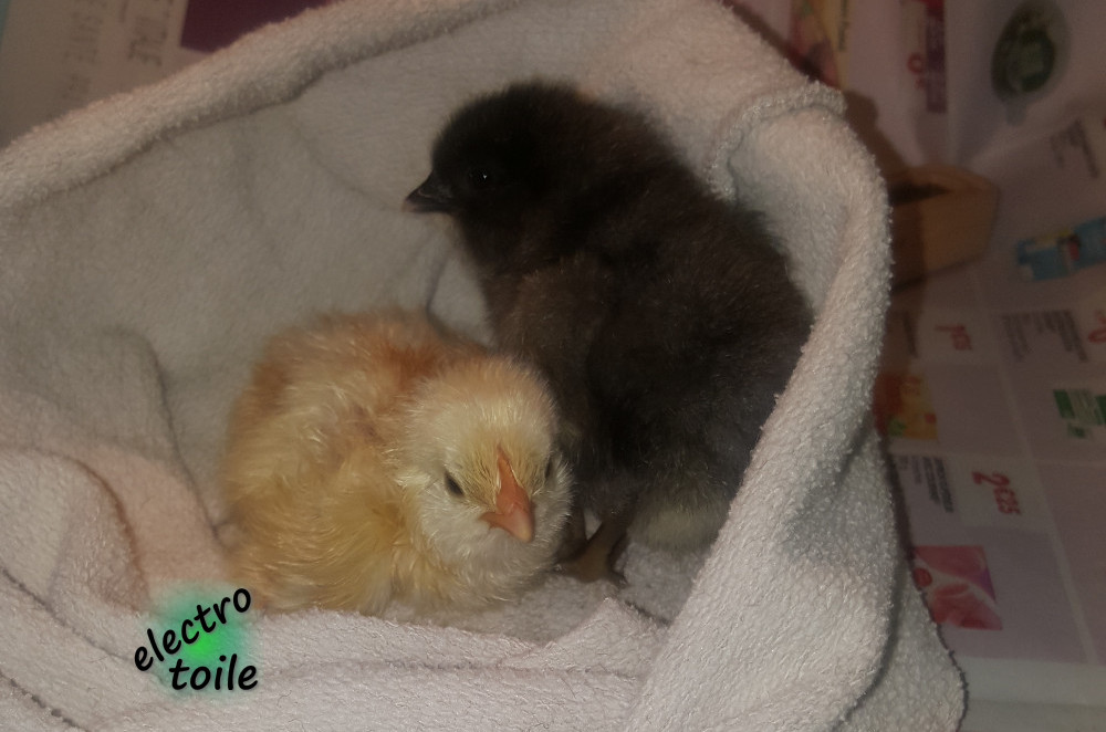 Les poussins trois heures après la naissance poussins 3 heures après l'éclosion